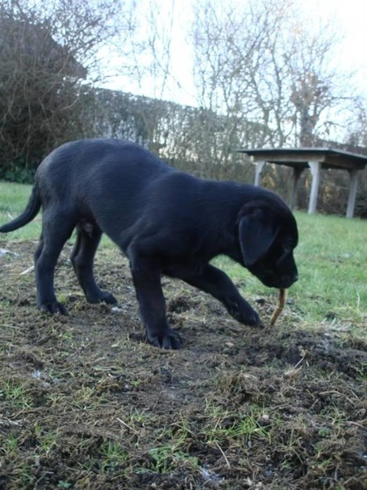 Labrador retriever Blue billede 13