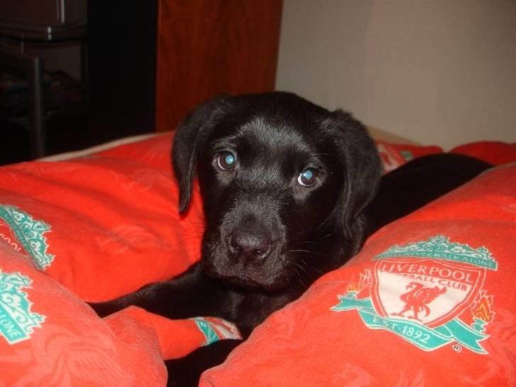 Labrador retriever Blue billede 14