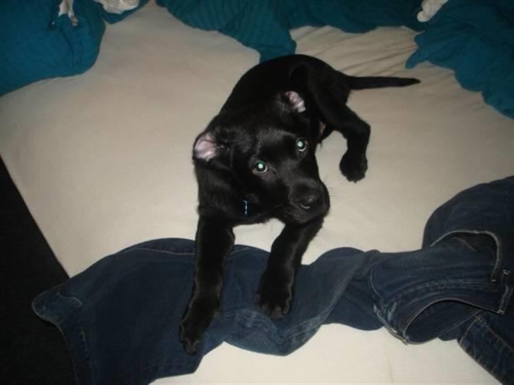 Labrador retriever Blue billede 15