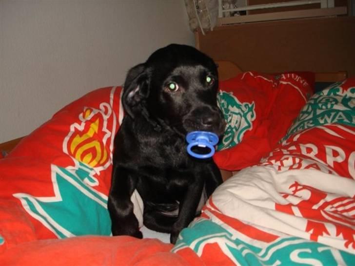 Labrador retriever Blue billede 16