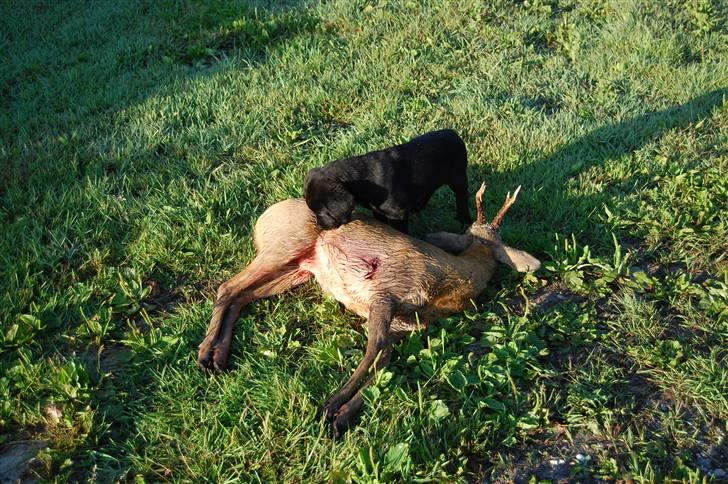 Labrador retriever Baloo - Faaar se jeg har fundet deen buk du skød <3(; billede 15