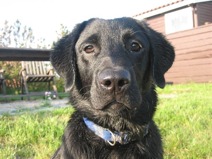 Labrador retriever Luka (ILOVEYOU)<3 - søde Luka <3 billede 2