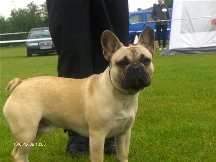 Fransk bulldog Elvis billede 7