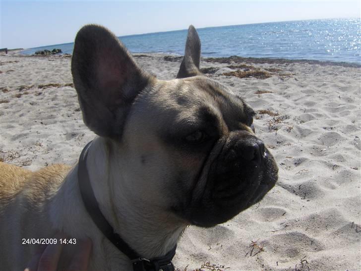 Fransk bulldog Elvis billede 8