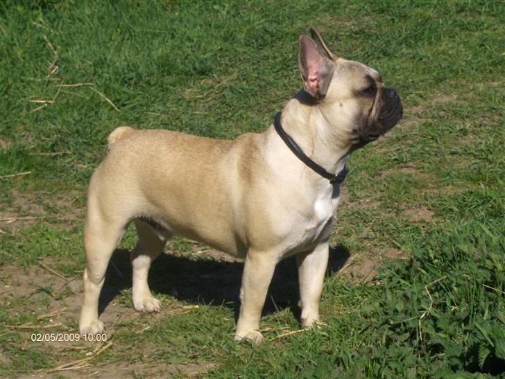 Fransk bulldog Elvis billede 9