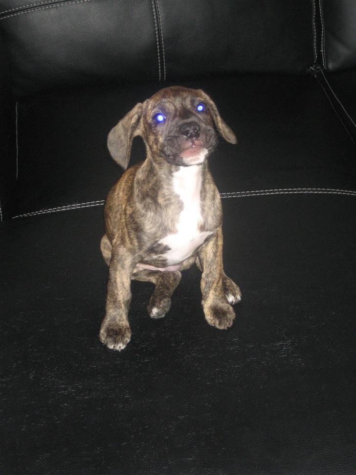 Blanding af racer tyson billede 1