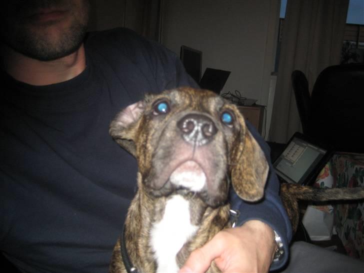 Blanding af racer tyson billede 2