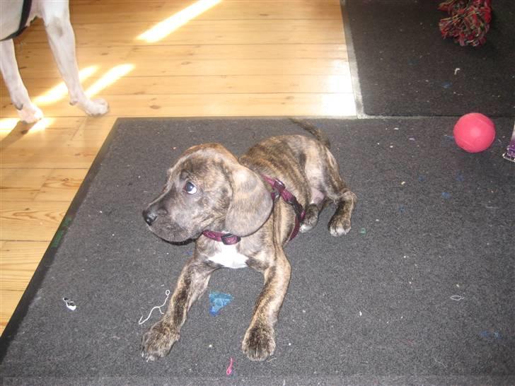 Blanding af racer tyson - ude på ballade billede 3