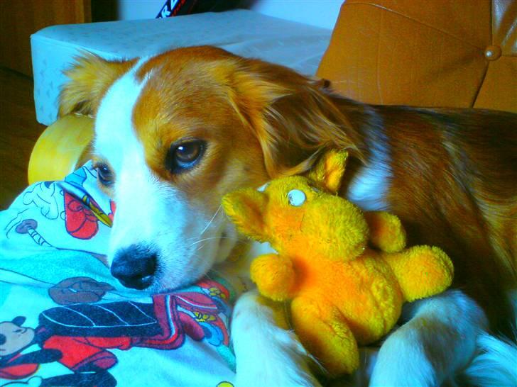 Blanding af racer Lucky - lad mig være, jeg er træt billede 4