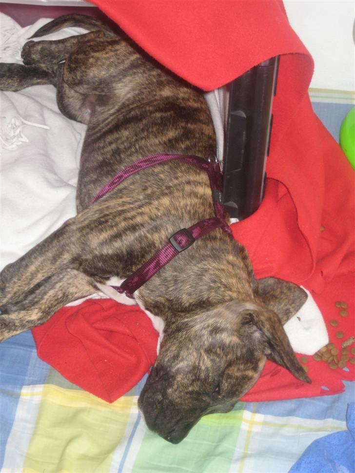 Blanding af racer tyson billede 4