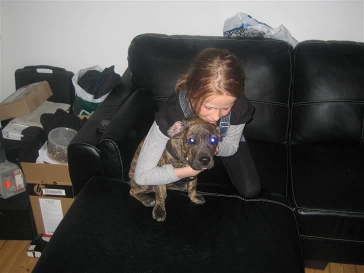 Blanding af racer tyson billede 5