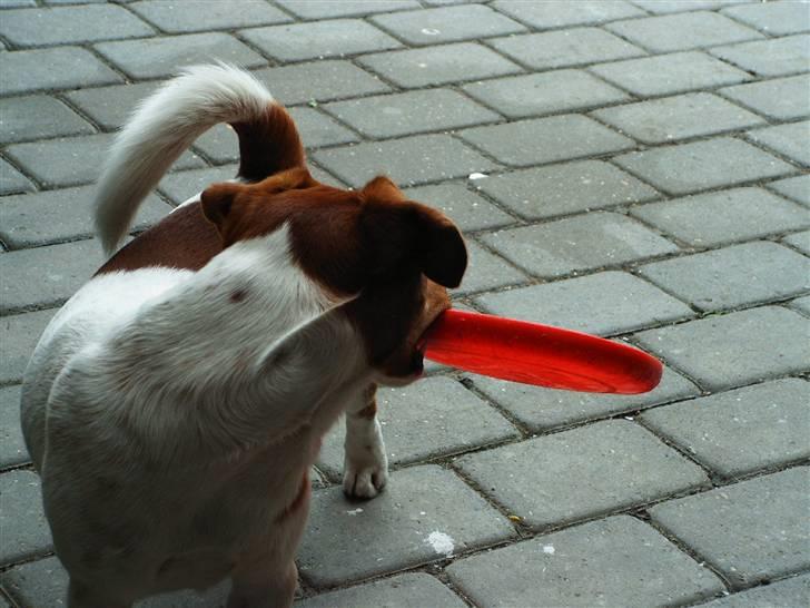 Jack russell terrier Laurits (lille lau) billede 7