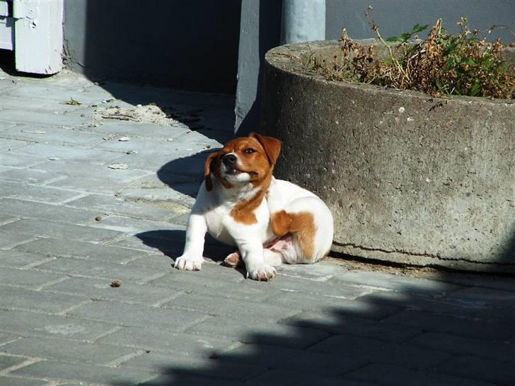 Jack russell terrier Laurits (lille lau) billede 8