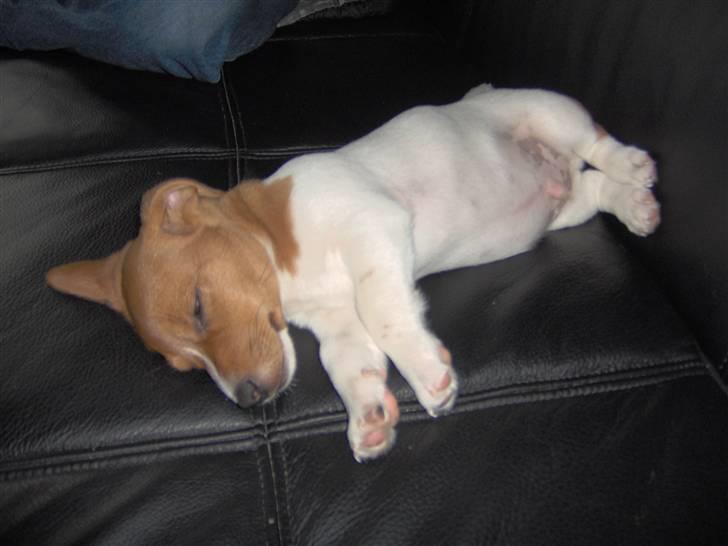 Jack russell terrier Laurits (lille lau) billede 10