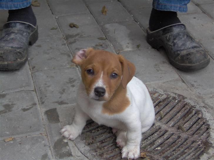 Jack russell terrier Laurits (lille lau) billede 11