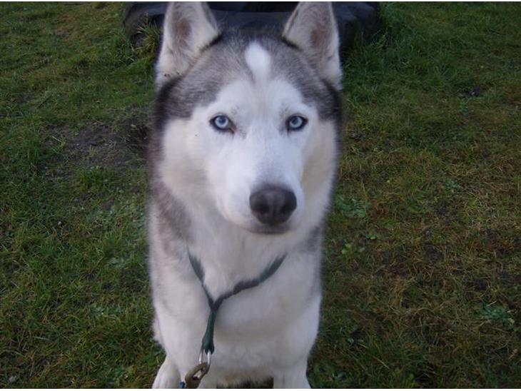 Siberian husky Chuchi (Knud<3) - Er jeg ikke sød <3? billede 1
