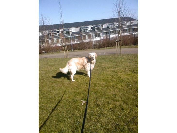 {{currentPhoto.altText}} billede {{currentPhoto.number}}