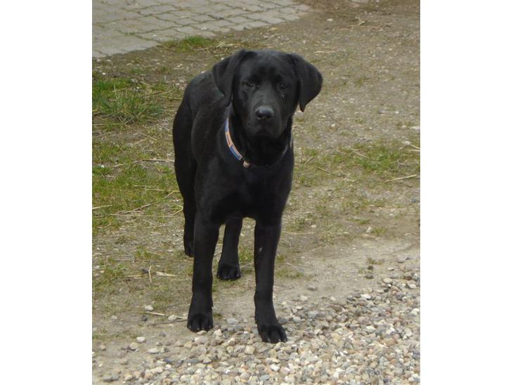 Labrador retriever Hansen billede 1