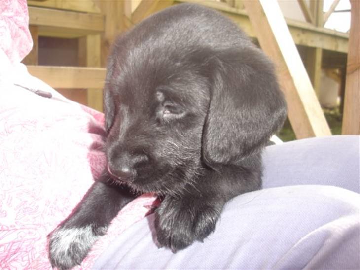 Labrador retriever Tinka (Snuske) SOLGT - Velkommen til Snuskes profil. billede 1