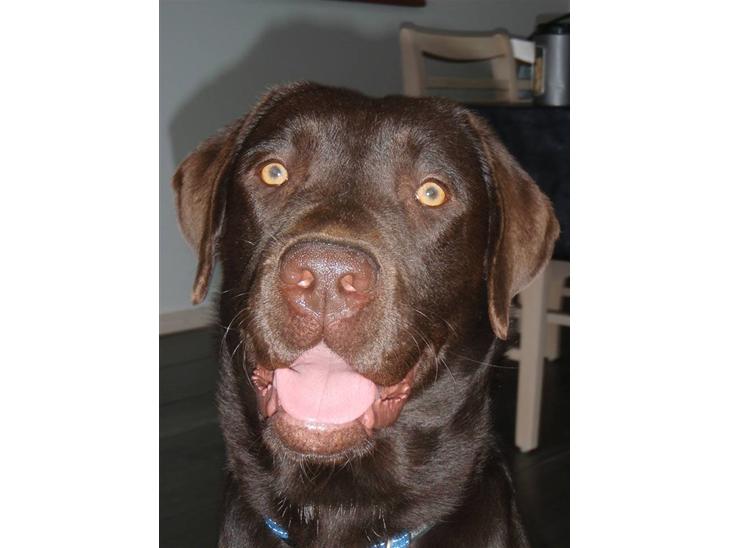 Labrador retriever Zanto billede 1