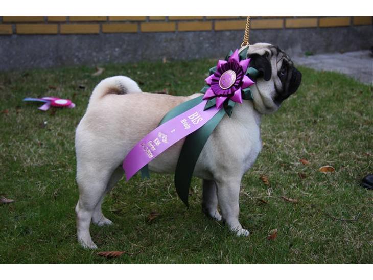 Mops Tangomopsens Teddy - 1. udstilling -SL, Bedste Hvalp, BIS 2 Hvalp. billede 1