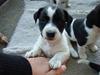 Jack russell terrier Enzo