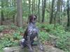 Korthåret hønsehund Sac R.I.P