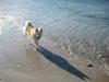 Blanding af racer Bamse [Tidl. hund]