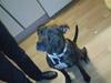 Amerikansk staffordshire terrier sui