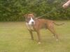 Amerikansk staffordshire terrier Chester
