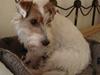Jack russell terrier Agila