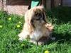 Pekingeser Sigma