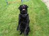 Labrador retriever Dino - 20/4-11 R.I.P [ Himmelhund]