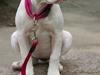Amerikansk bulldog Nala.
