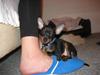 Dvaergpinscher Bastian