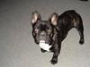 Fransk bulldog Gismo RIP.Du er savnet:-)