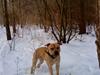 Blanding af racer Joe (himmelhund)
