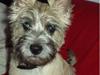 Cairn terrier Molly<3