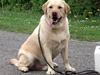 Labrador retriever Chico [ Himmelhund]