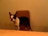 Boston terrier Daisy