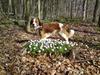 Kooikerhondje Tagas Max