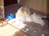 Ruhåret foxterrier Anton