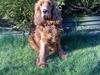 Cocker spaniel magnus