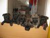 Cairn terrier hundehvalpe (: [Tidl. hund]