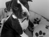 Amerikansk staffordshire terrier Maggie [Tidl. hund]