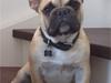 Fransk bulldog Carlo