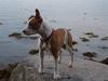 Amerikansk staffordshire terrier Pixie