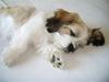 Lhasa apso Bobby