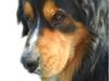 Berner sennenhund :D Bamse :D 