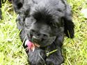 Cocker spaniel Tika